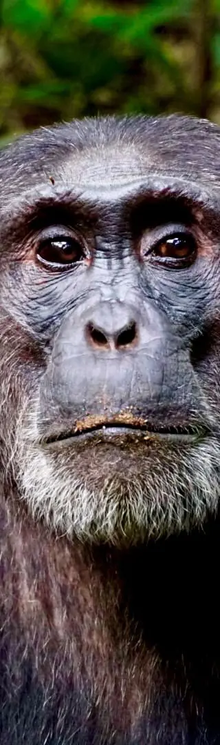 Auf den Spuren von Jane Goodall